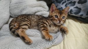 Bengal